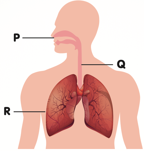 Badan manusia dengan tiga organ pernafasan ditanda P, Q dan R