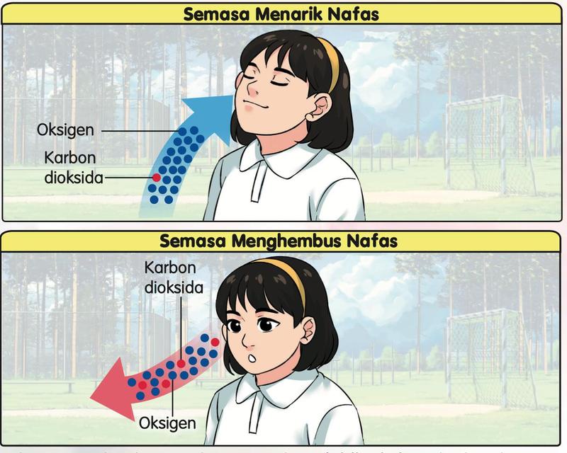 Seorang murid perempuan menarik nafas dan menghembus nafas, dengan titik biru untuk oksigen dan titik merah untuk karbon dioksida