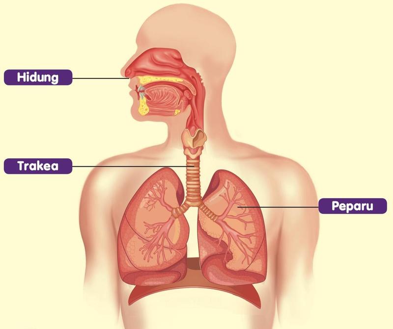 Badan manusia yang menunjukkan hidung, trakea dan peparu, setiap satu dengan label
