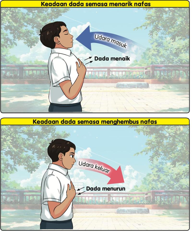 Seorang murid lelaki meletakkan tangan di atas dada. Atas: udara masuk dan dada bergerak. Bawah: udara keluar dan dada bergerak ke arah lain