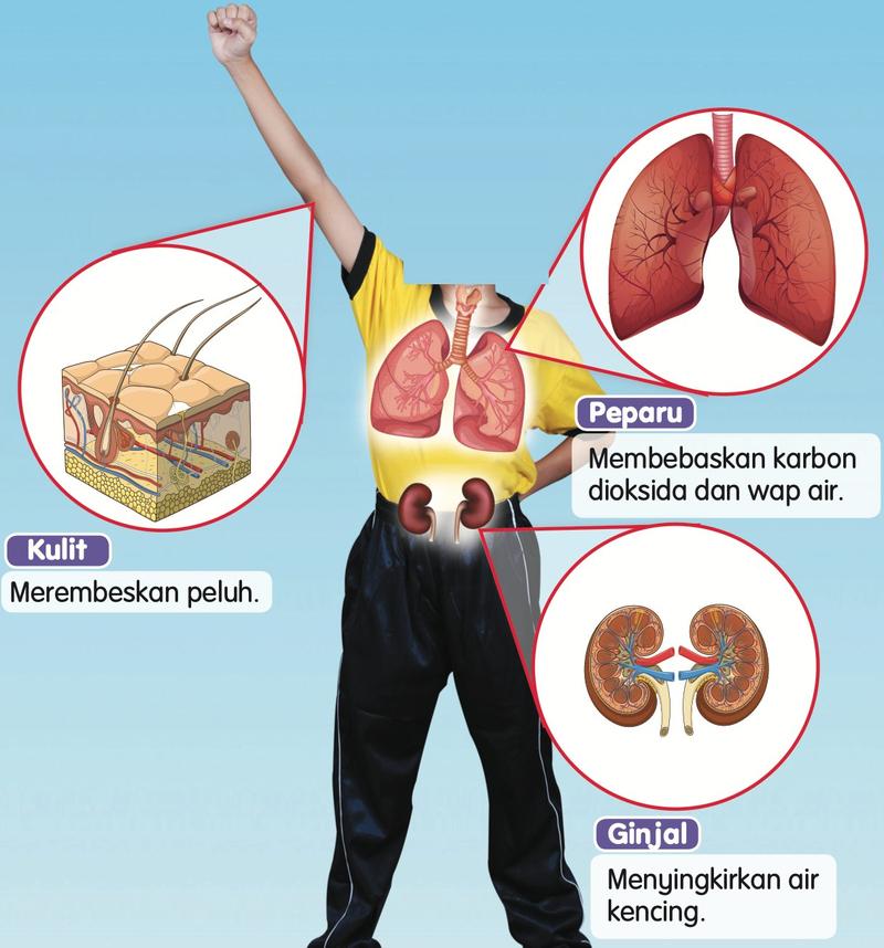 Badan seorang murid dengan peparu, ginjal dan kulit; setiap organ ditunjukkan dengan hasilnya
