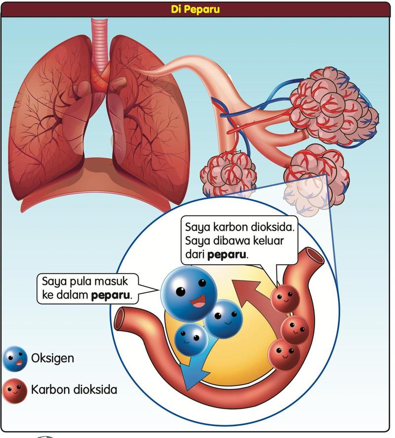 Peparu dengan gambar dekat: oksigen berwarna biru masuk ke dalam peparu dan karbon dioksida berwarna merah dibawa keluar