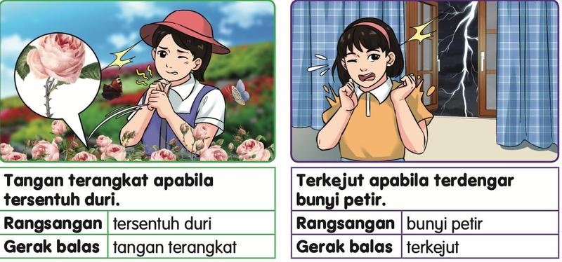 Dua contoh. Seorang murid perempuan di taman bunga mawar menyentuh duri dan tangannya terangkat. Seorang murid perempuan terdengar bunyi petir dan terkejut