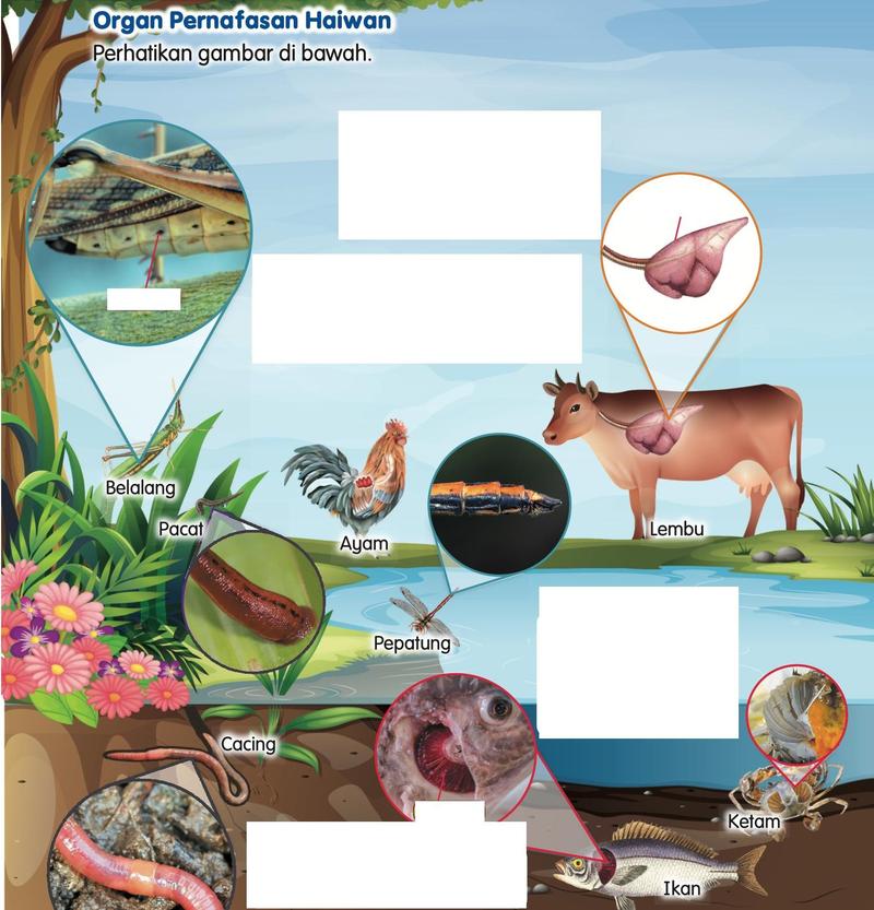 Gambar belalang, pacat, ayam, pepatung, cacing, lembu, ketam dan ikan dengan bulatan yang menunjukkan organ pernafasan