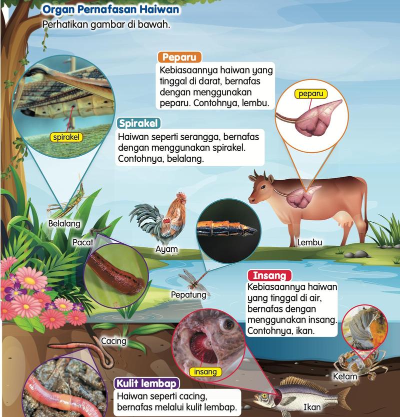 Gambar belalang, pacat, ayam, pepatung, cacing, lembu, ketam dan ikan, dengan bulatan yang menunjukkan spirakel, peparu, insang dan kulit lembap