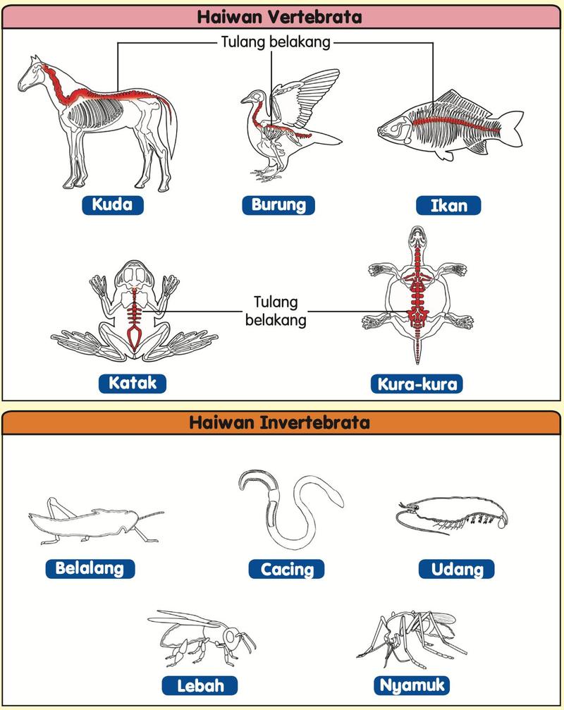 Rangka kuda, burung, ikan, katak dan kura-kura dengan tulang belakang berwarna merah, dan lakaran belalang, cacing, udang, lebah dan nyamuk