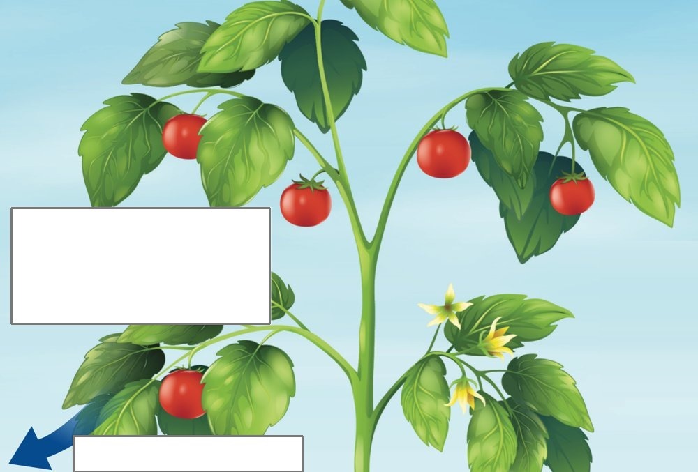 Pokok tomato dengan buah dan bunga; satu anak panah biru menunjuk keluar dari daun ke udara