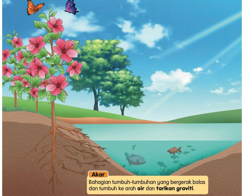 Pokok bunga raya yang akarnya tumbuh ke dalam tanah menuju ke arah tasik