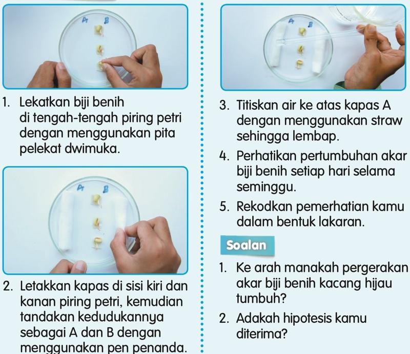 Langkah-langkah Aktiviti 1: biji benih kacang hijau dan kapas dalam piring petri