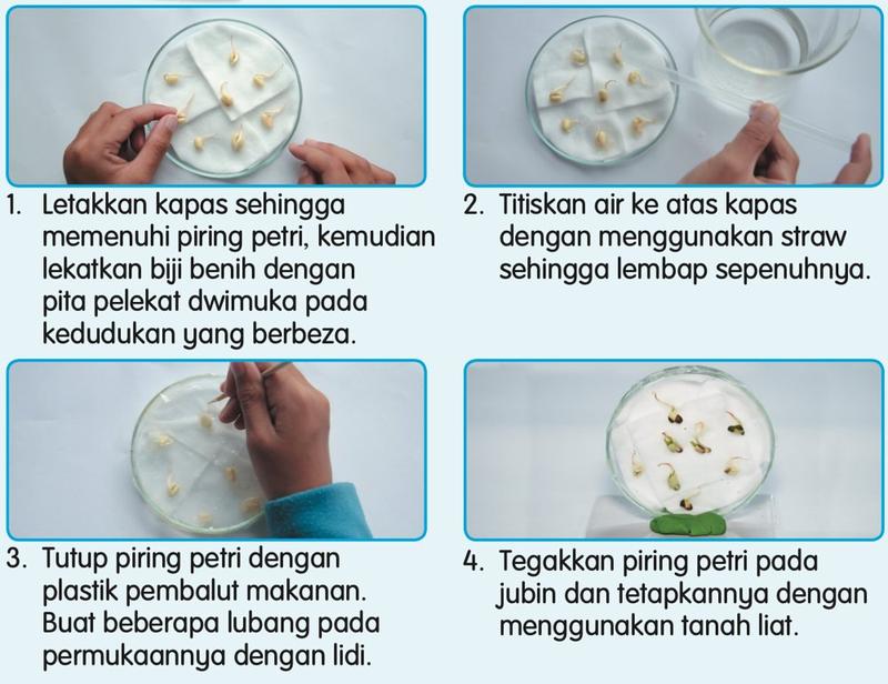 Langkah-langkah Aktiviti 2: biji benih kacang hijau pada kapas lembap dalam piring petri yang ditegakkan