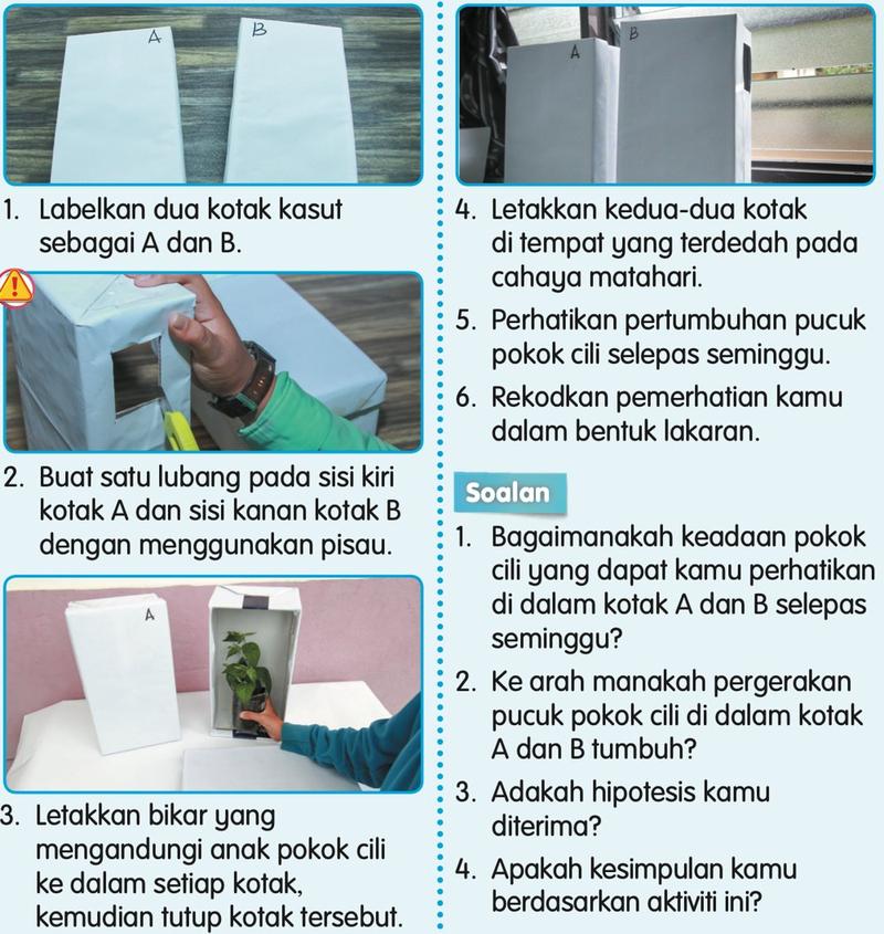 Langkah-langkah Aktiviti 3: kotak kasut A dan B dengan lubang dan anak pokok cili