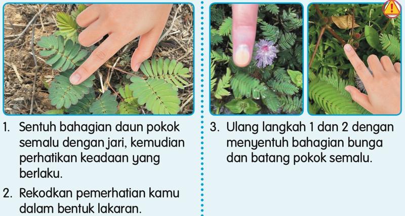 Langkah-langkah Aktiviti 4: jari menyentuh daun, bunga dan batang pokok semalu