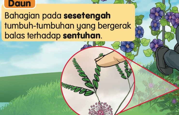 Gambar pembesar daun pokok semalu yang disentuh dengan jari