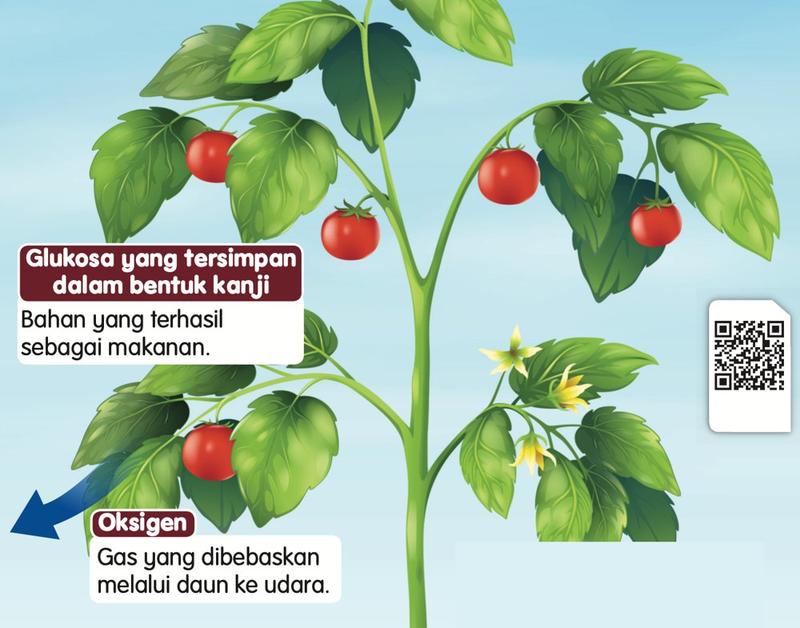 Pokok tomato dengan label glukosa yang tersimpan dalam bentuk kanji sebagai makanan dan oksigen yang dibebaskan melalui daun ke udara