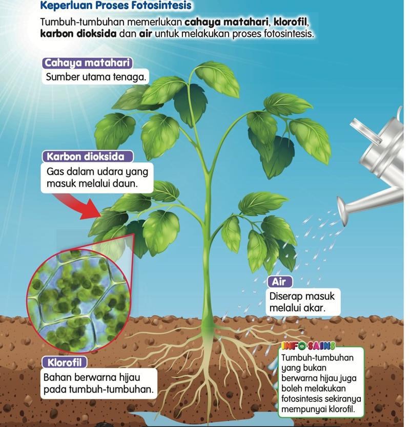 Sebatang pokok dengan label cahaya matahari, karbon dioksida, air dan klorofil, dan sebuah teko menyiram air