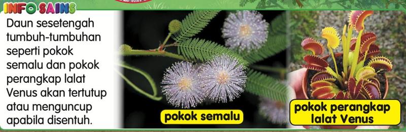 Gambar pokok semalu dan pokok perangkap lalat Venus
