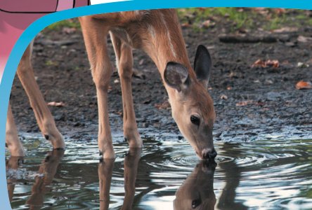 Seekor rusa minum air dan imejnya pada permukaan air