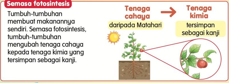 Pokok di bawah Matahari dengan rajah tenaga cahaya kepada tenaga kimia yang tersimpan sebagai kanji