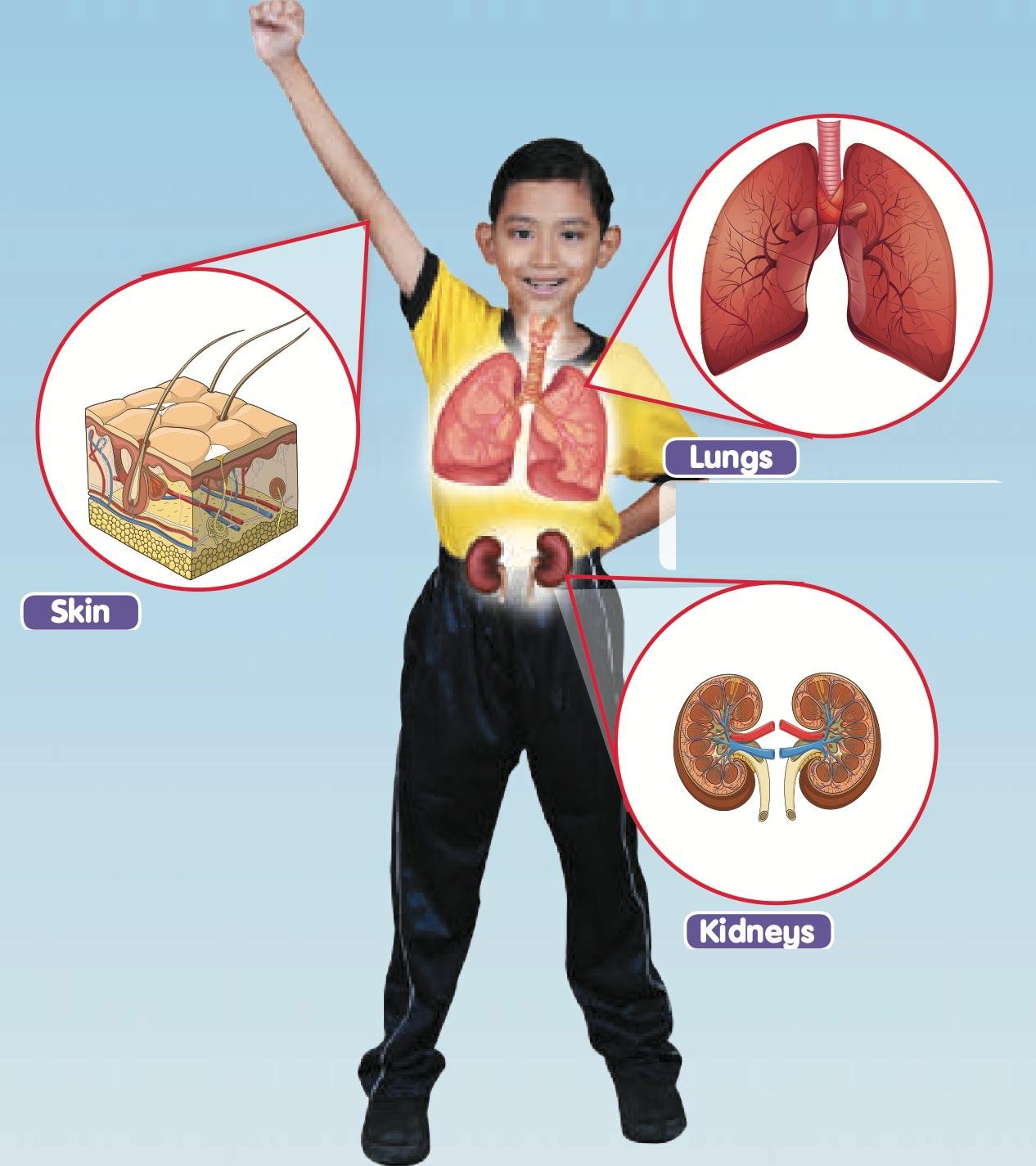 A boy with the lungs, the skin and the kidneys shown and named