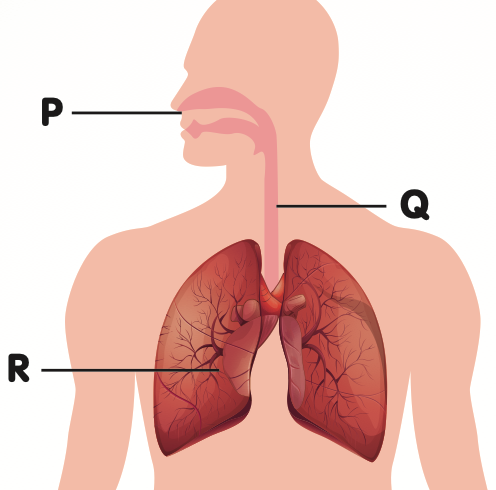 A body outline with the nose labelled P, the trachea labelled Q and a lung labelled R