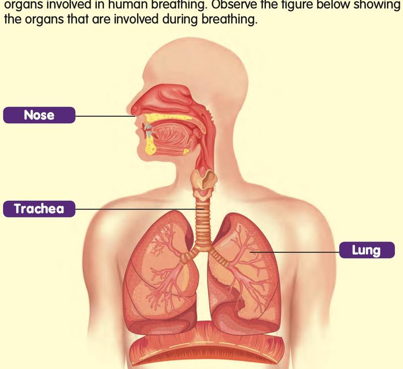 The human body showing the nose, the trachea and the two lungs, each with a label