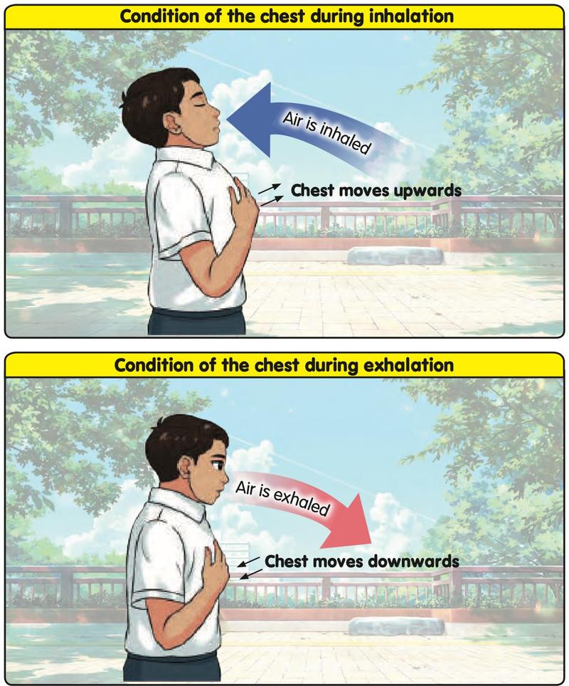 A boy with a hand on his chest. Top: air is inhaled and the chest moves upwards. Bottom: air is exhaled and the chest moves downwards