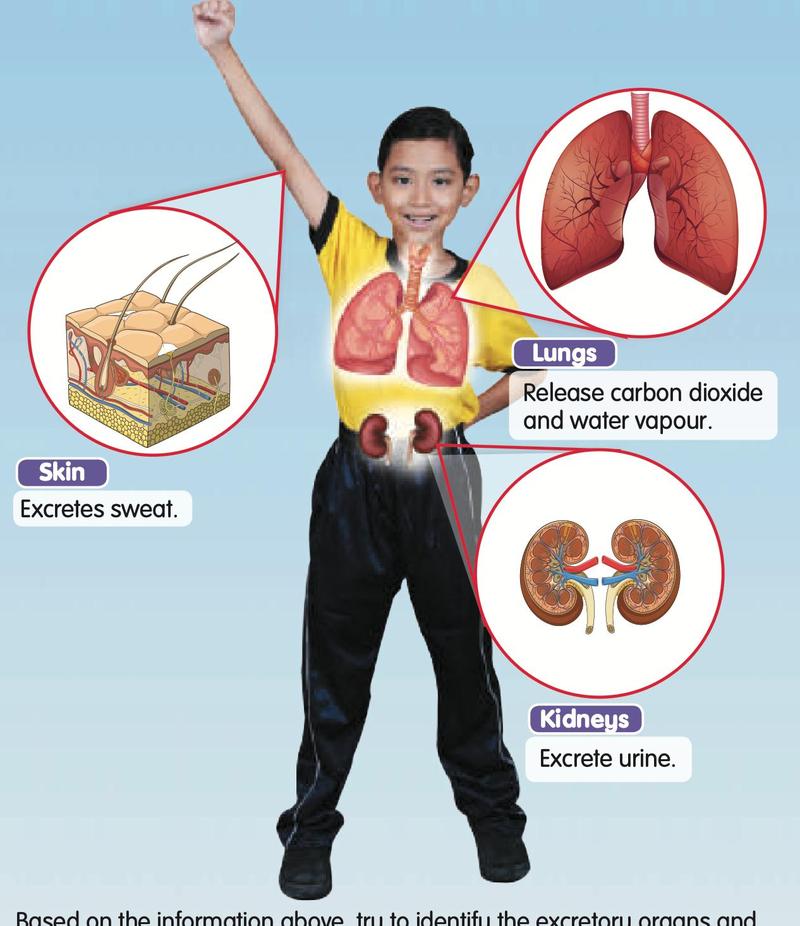 A boy with the lungs, kidneys and skin shown. Lungs release carbon dioxide and water vapour, skin excretes sweat, kidneys excrete urine