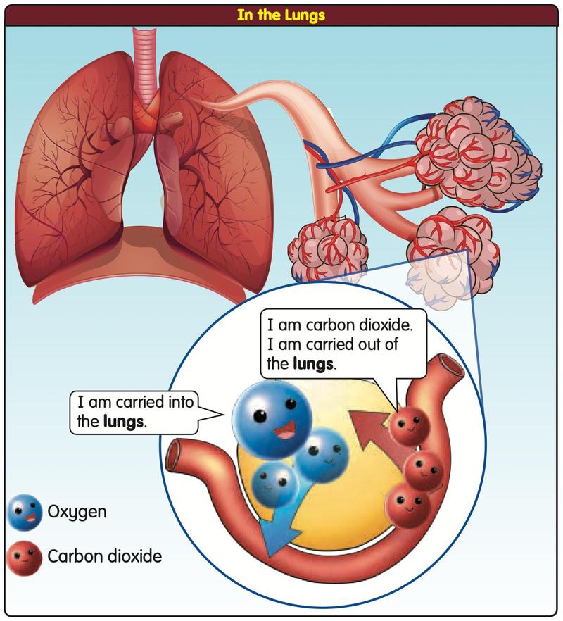 Lungs with a close-up in which blue oxygen is carried into the lungs and red carbon dioxide is carried out