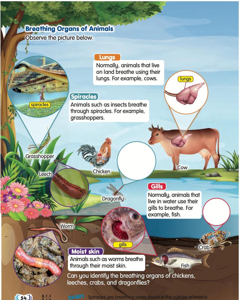 A cow, chicken, grasshopper, dragonfly, worm, leech, crab and fish with their breathing organs shown