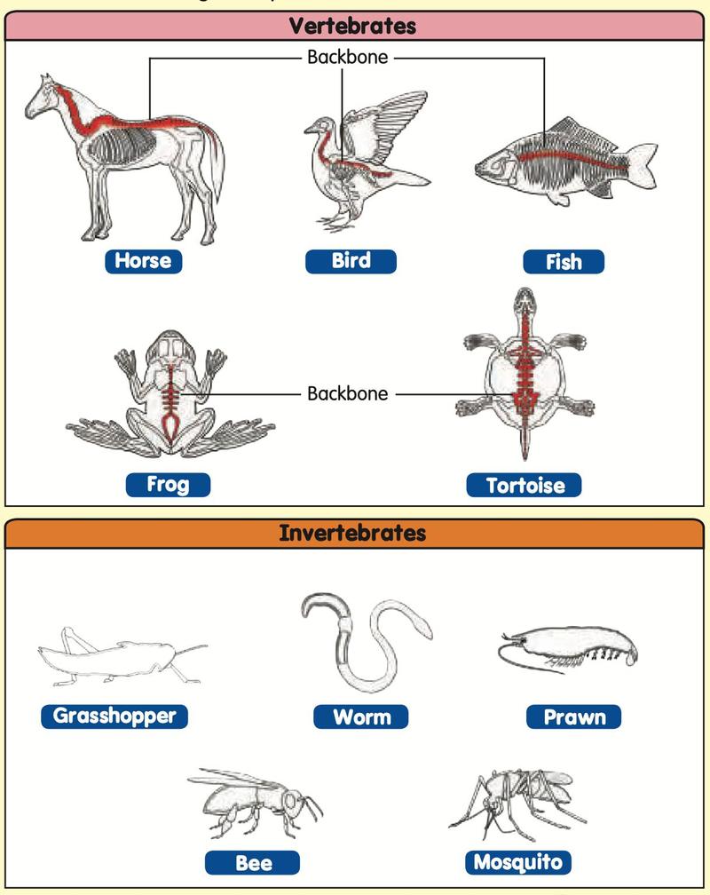 Skeletons of a horse, bird, fish, frog and tortoise with backbones marked, and outlines of a grasshopper, worm, prawn, bee and mosquito