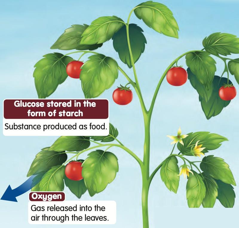 A tomato plant. Labels show glucose stored as starch as the food made, and oxygen released into the air through the leaves