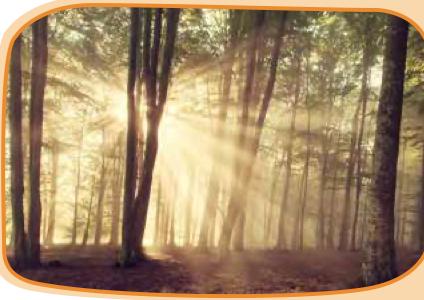 Straight rays of sunlight shining between tree trunks in a forest