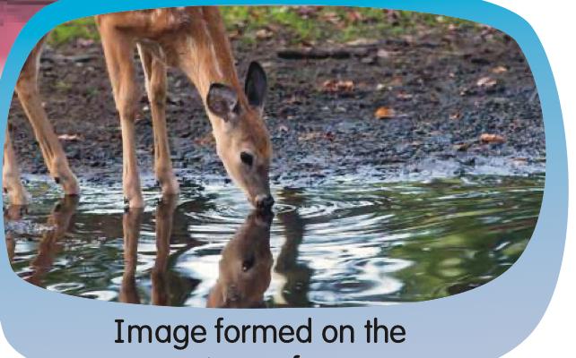 A deer drinking and its image on the water surface
