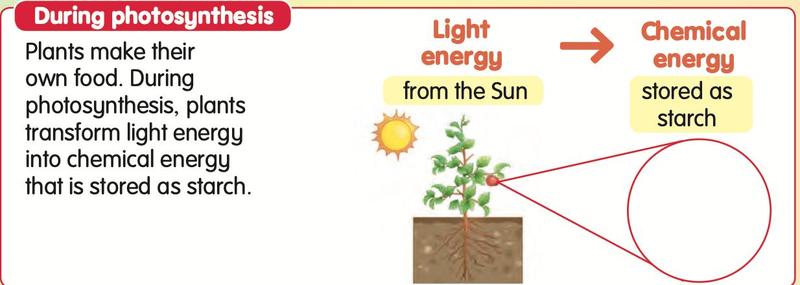 Plant in sunlight, light energy changes to chemical energy stored as starch