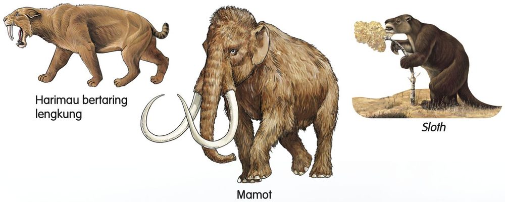 Harimau bertaring lengkung, mamot dan sloth