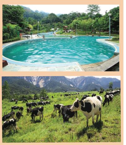 Kolam Air Panas Poring dan ladang lembu di Mesilau