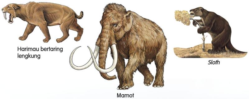 Harimau bertaring lengkung, mamot dan sloth