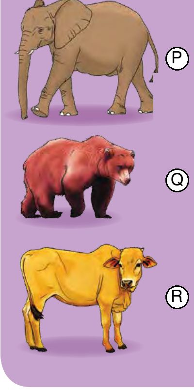 Tiga haiwan besar yang dilabel P, Q dan R: P ialah gajah, Q ialah beruang dan R ialah lembu