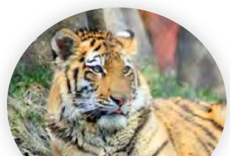 Seekor harimau