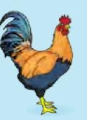 Seekor ayam jantan