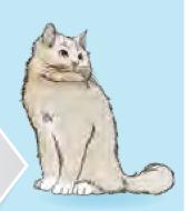 Seekor kucing putih duduk