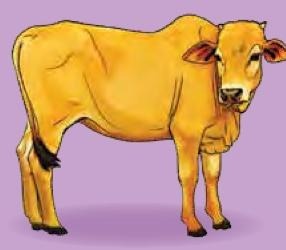 Seekor lembu kuning