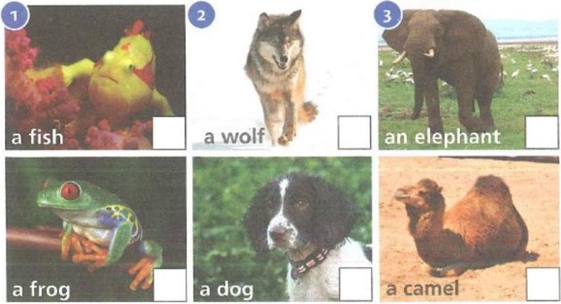 Six photos: a fish, a wolf, an elephant, a frog, a dog and a camel
