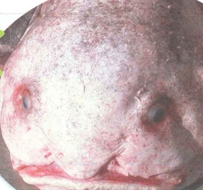 Close-up of a blobfish with a pale, flabby face