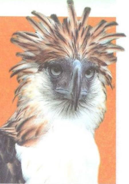 A Philippine eagle with a crest of long feathers and a large beak