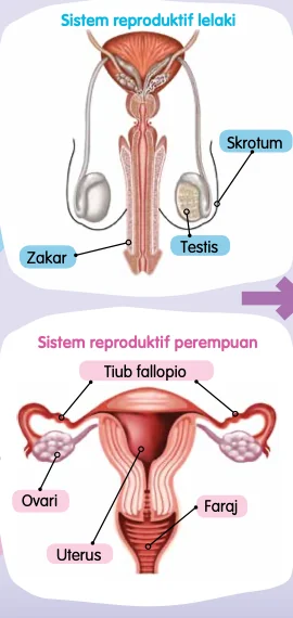 Sistem reproduktif lelaki (testis, skrotum, zakar) dan perempuan (tiub fallopio, ovari, uterus, faraj)