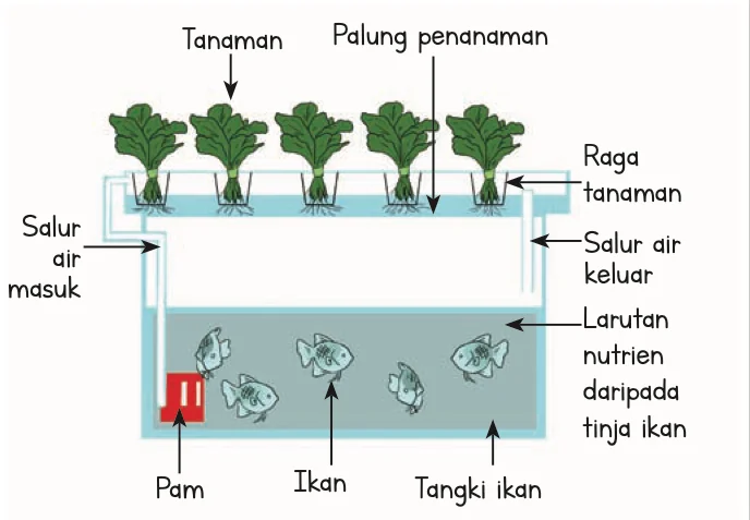 Rajah akuaponik berlabel: tanaman, palung penanaman, raga tanaman, salur air masuk, salur air keluar, larutan nutrien daripada tinja ikan, pam, ikan dan tangki ikan