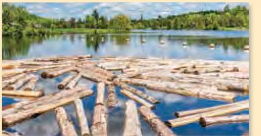 Kayu balak yang besar terapung di atas tasik