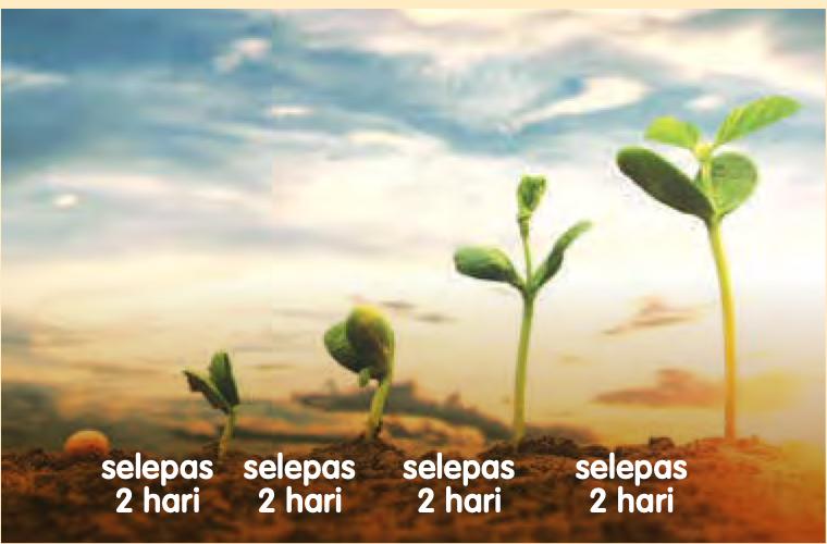Empat peringkat anak pokok, setiap satu selepas 2 hari, semakin tinggi
