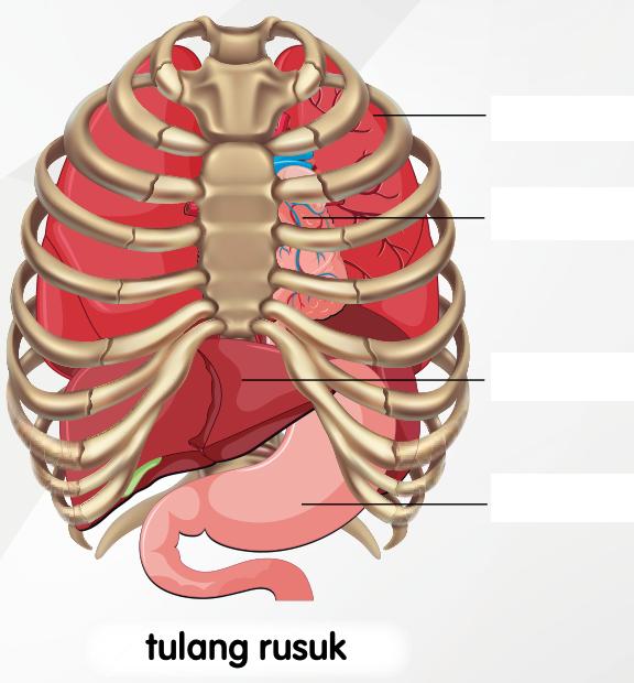 Tulang rusuk yang meliputi beberapa organ dalaman